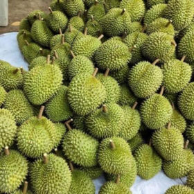 Sầu riêng Bảo Lộc.