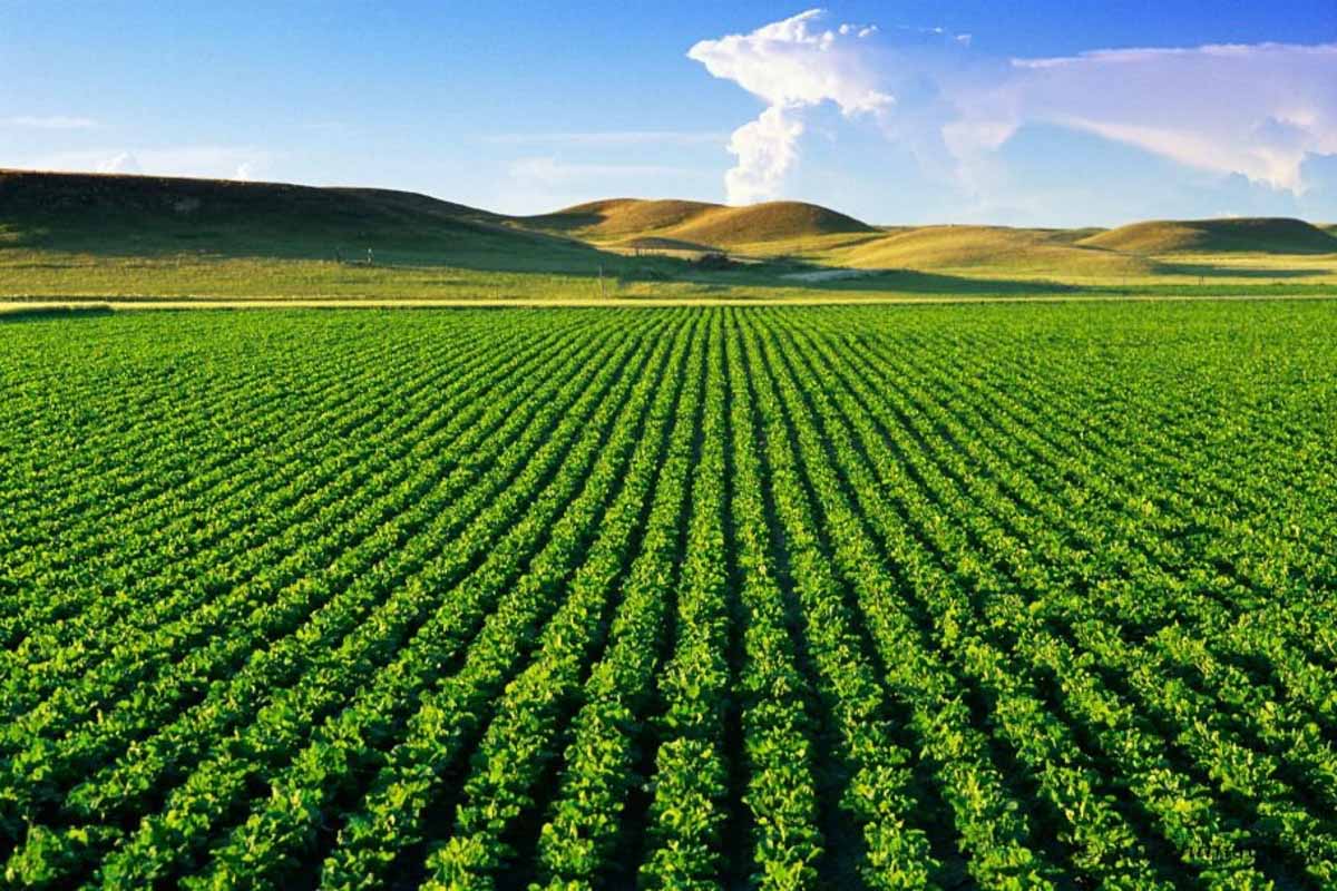 Đất nông nghiệp là gì? Những quy định cần biết 2023