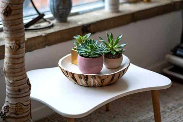 Cây phong thủy để bàn làm việc – Danh sách, ý nghĩa & cách chọn theo mệnh