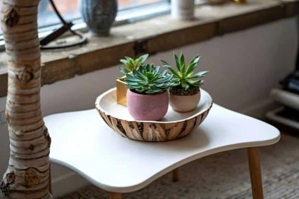 Cây phong thủy để bàn làm việc – Danh sách, ý nghĩa & cách chọn theo mệnh