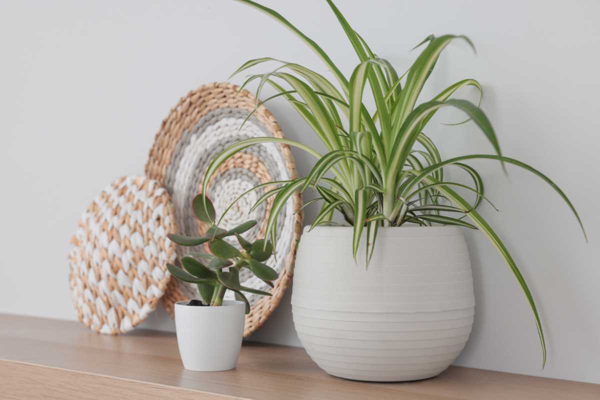 Vì sao nên đặt cây phong thủy trên bàn làm việc?