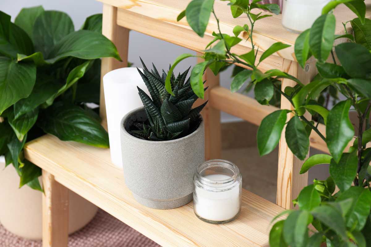 Top cây phong thủy để bàn làm việc phổ biến